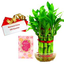 Attractive Combo of Bamboo Plant, Anniversary Card with Gift Voucher