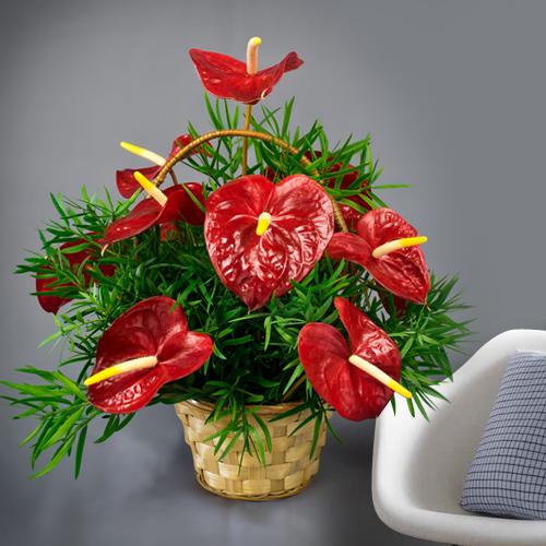 Lovely Red Anthurium in a Basket