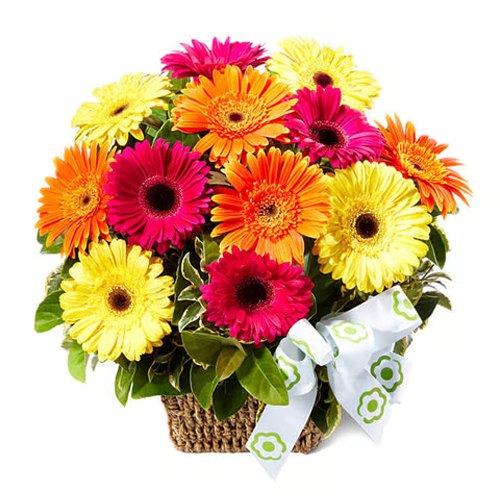 Amazing Basket of Assorted Color Gerberas
