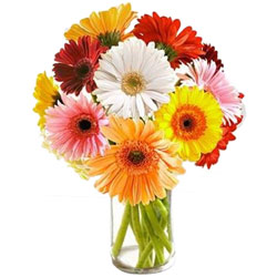 Arrangement of Multicolored Gerberas in Glass Vase