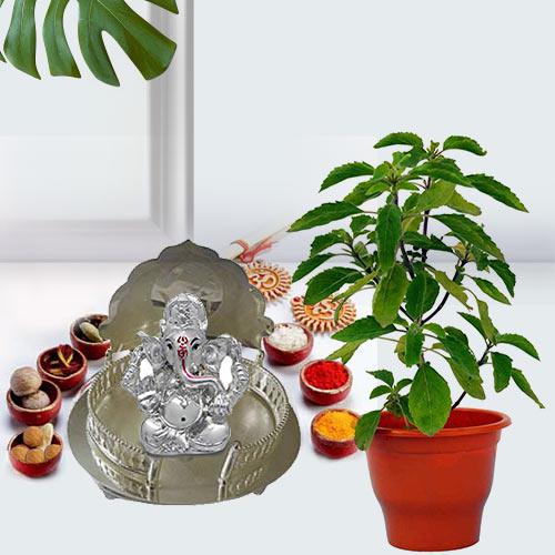 Go Green Holi Tulsi Plant with Puja Gift Hamper