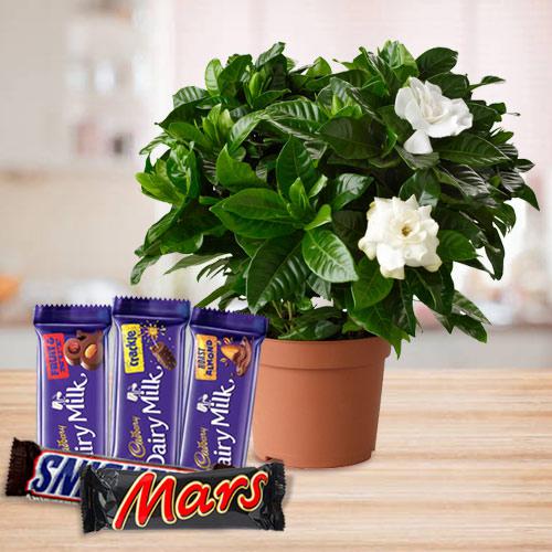 Blossom-Filled Jasmine Plant with Chocolate Assortment