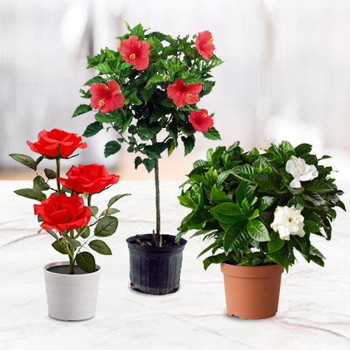 Botanical Gift Set of Good Luck Flowering Plant