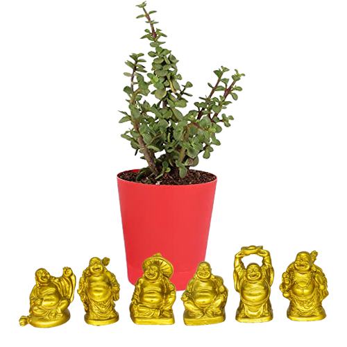 Good Fate Jade Plant n Laughing Buddha Combo