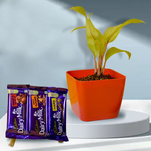 Air Purifying Philodendron Plant n Chocolicious Memories