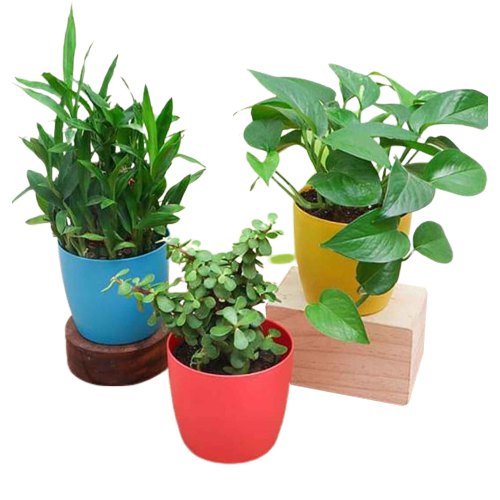 Air Purifying Plant Bundle