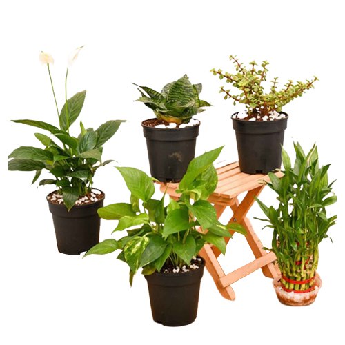 Refreshing Gift of 5 Air Purifying Plants