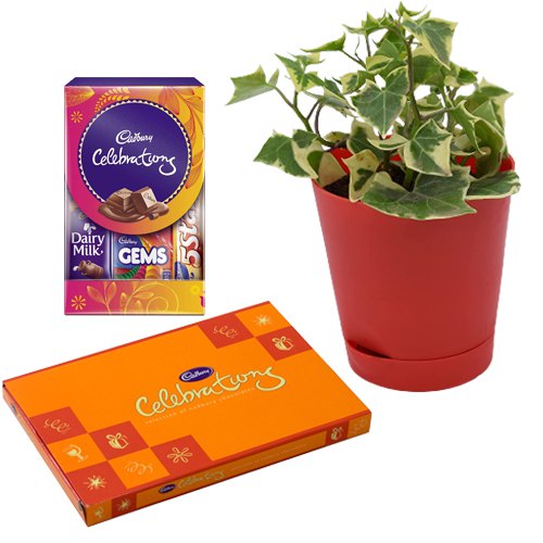 Air Purifying English Ivy Plant n Chocolaty Tryst