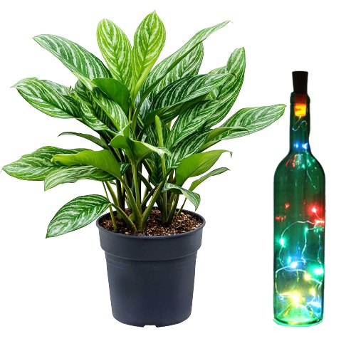 Air Purifying Aglaonema Modestum n LED Bottle Lamp Pair