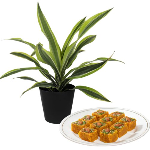 Air Purifying Warneck Dracaena n Lingering Moti Pak Sweets