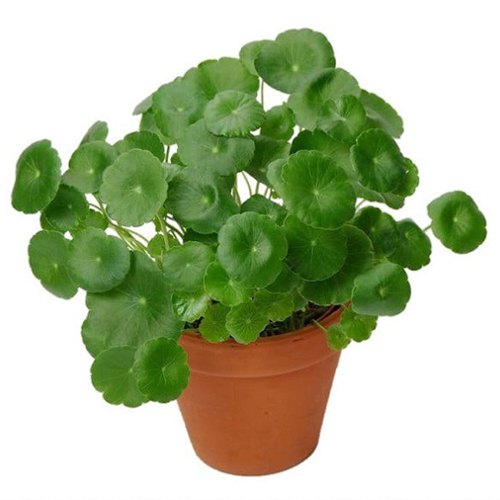 Amazing Brahmi Plant in Brown Pot