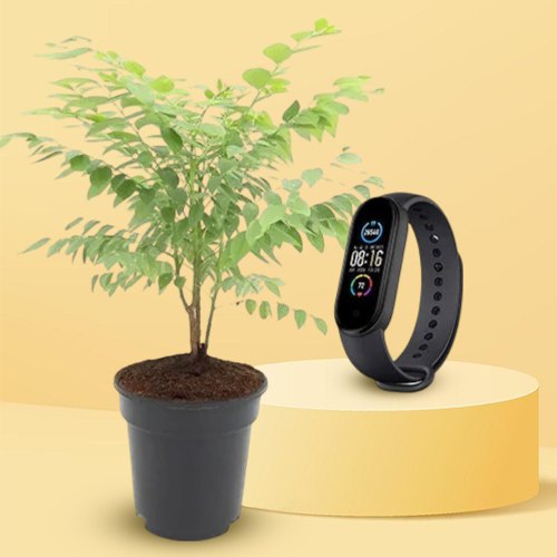 Astonishing Pair of Amla Plant with Fitness Tracker