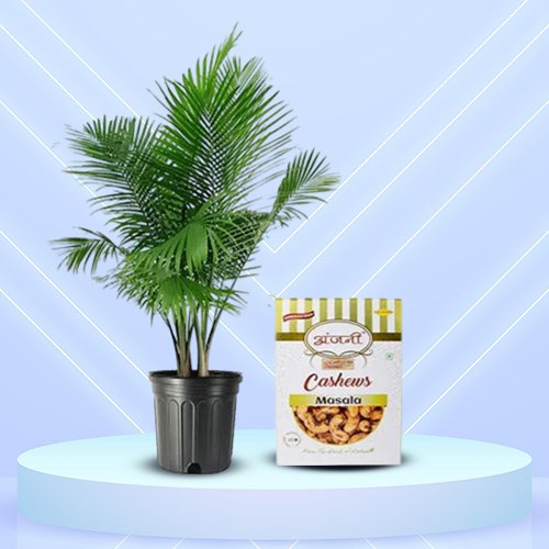 Fabulous Duo of Majesty Palm Plant N Masala Cashews