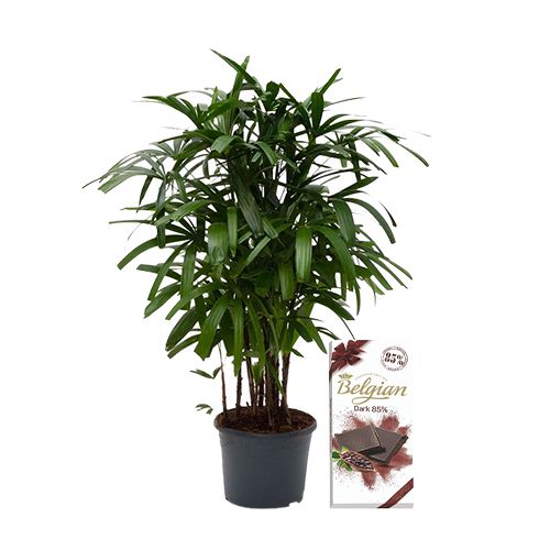 Splendid Broadleaf lady Palm Plant with Belgian Dark Chocolate Bar Combo