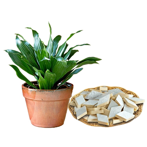 Evergreen Dracena Plant with Kaju Katli Sweetness Surges