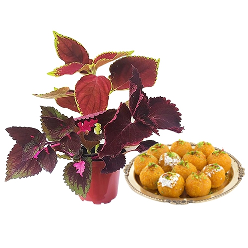 Attractive Gift Combo of Coleus Plant N Ghee Ladoo