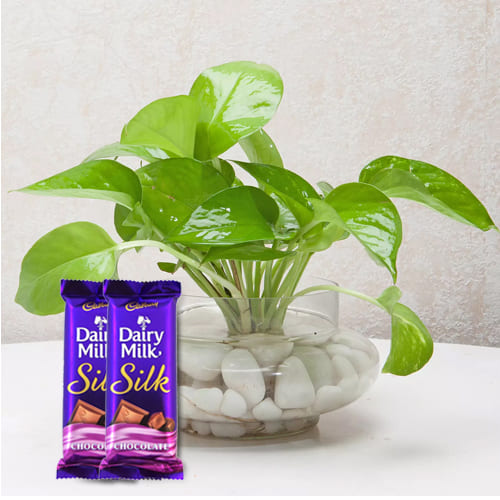 Special Selection of Cadbury Dairy Milk Silk with Good Luck Money Plant  <br>