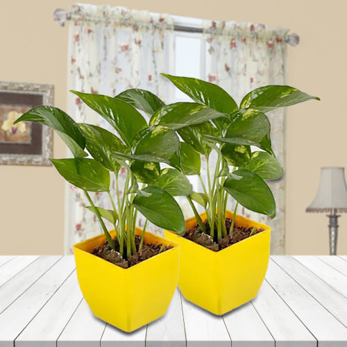 Duel Set of Money Plant in Attractive Plastic Pots