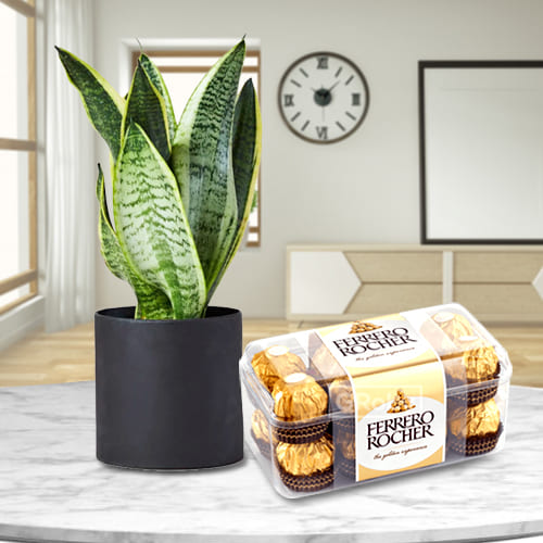 Exquisite Selection of Snake Plant in a Plastic Pot with Tasty Rocher Chocolates