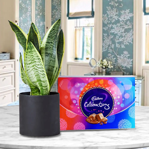 Decorative Snake Plant in a Plastic Pot with Delicious Cadbury Celebration Pack