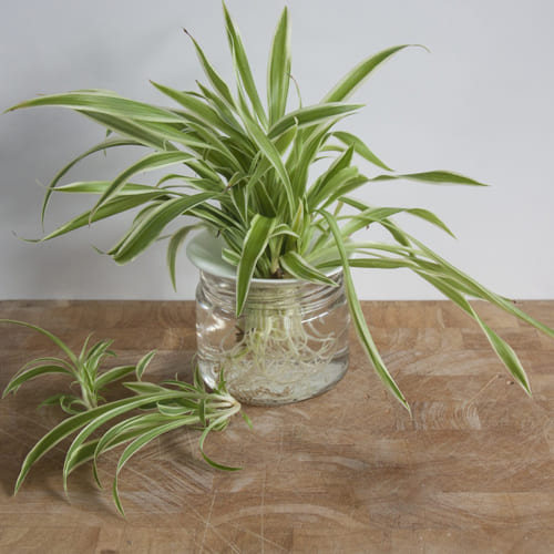 Delicate Spider Plant in a Glass Pot