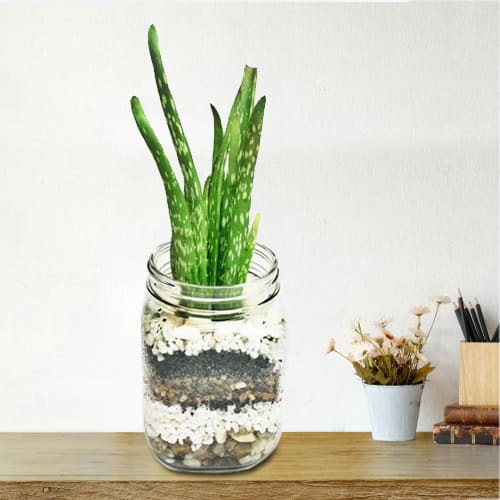 Lush Green Aloe Vera Plant in Clear Glass Vase