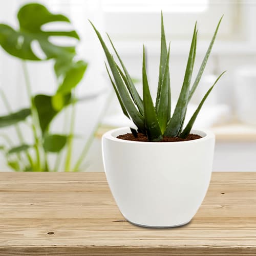 Botanical Aloe Vera Plant in Ceramic Container