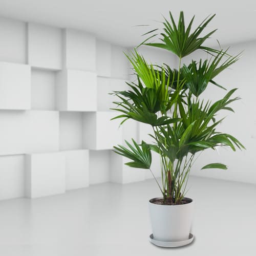 Evergreen China Palm in a Classy Ceramic Planter