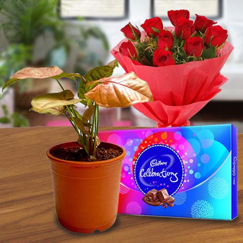 Elegant Gift of Indoor Plant with Chocolate N Rose Bouquet