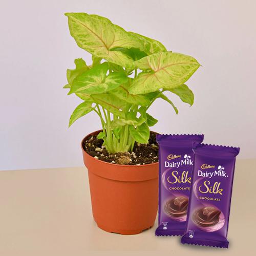 Delicate Combo Gift of Syngonium Plant with Chocolate