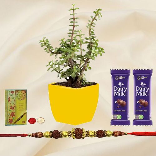 Attractive Rudraksh Rakhi N Jade Plant