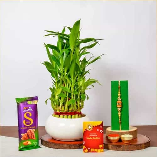 Showstopper Lucky Bamboo AD Rakhi n Cadbury